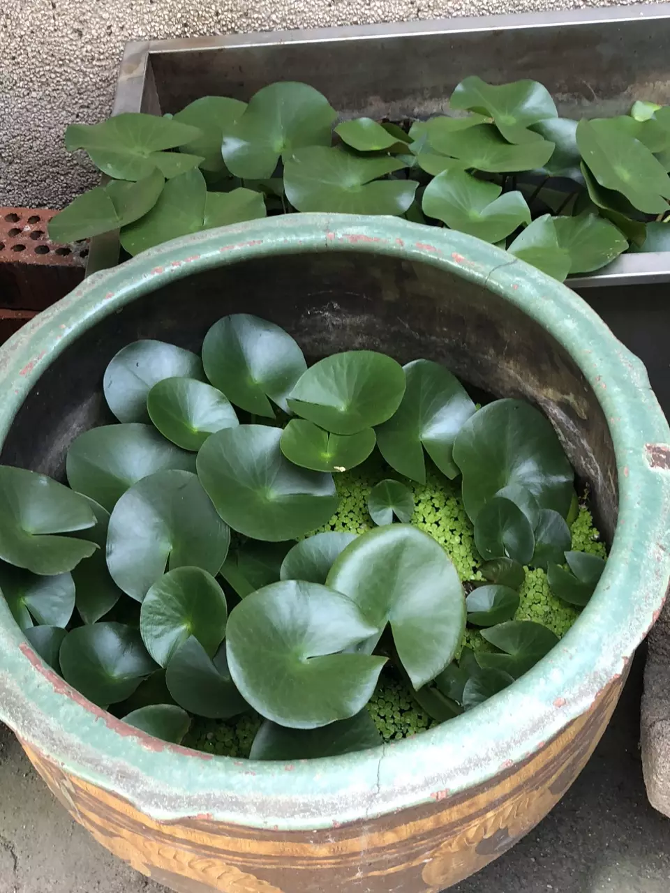 heat_pack/Check add on-0