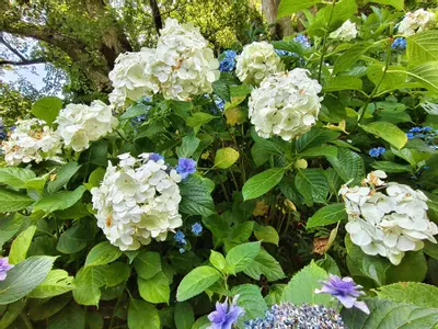 plant/custom shipping fee-0-thumbnail