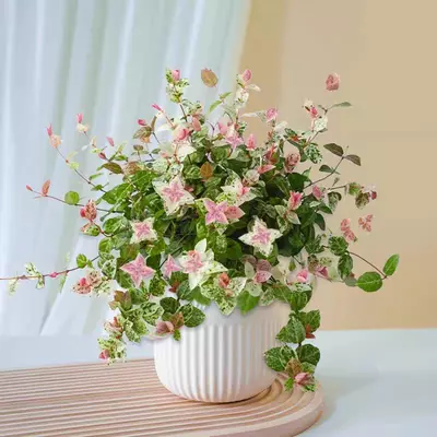 plant/free shipping fee-0-thumbnail