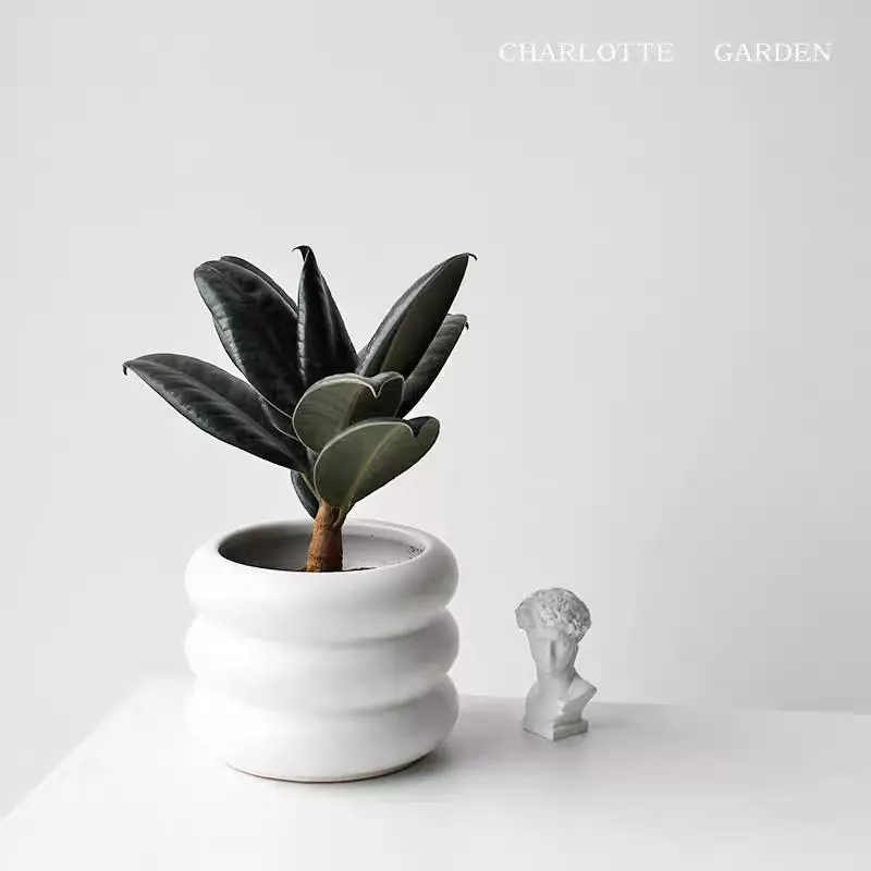 plant/custom shipping fee-0