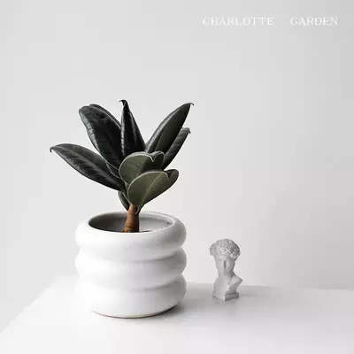 plant/custom shipping fee-0-thumbnail