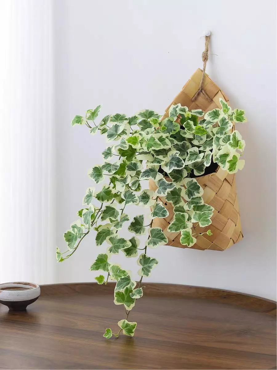 plant/custom  shipping  fee-0