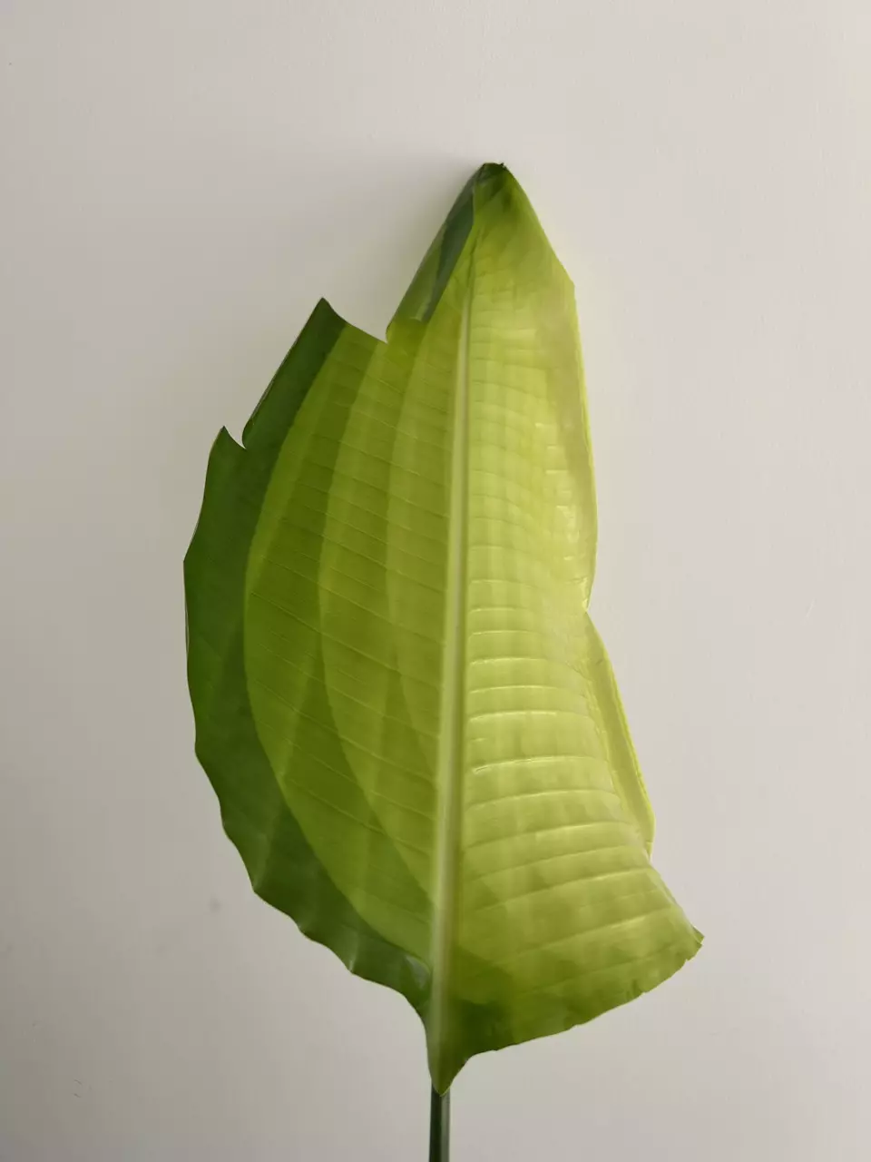 plant/O8.110 listing1-0