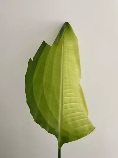 plant/O8.110 listing1-0-thumbnail