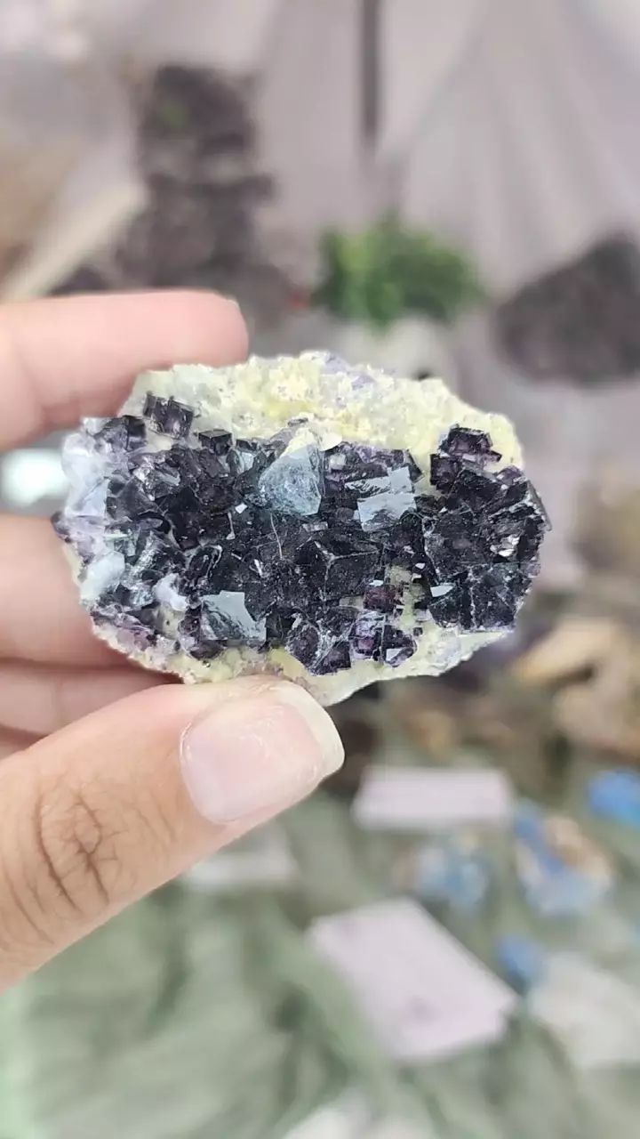 plant/MKP Listing 1-0