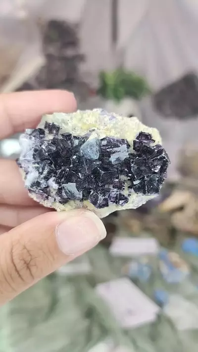 plant/MKP Listing 1-0-thumbnail