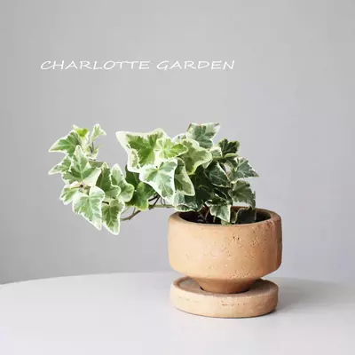 plant/aaaalll-0-thumbnail