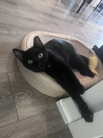 plant/Best cat-0-thumbnail