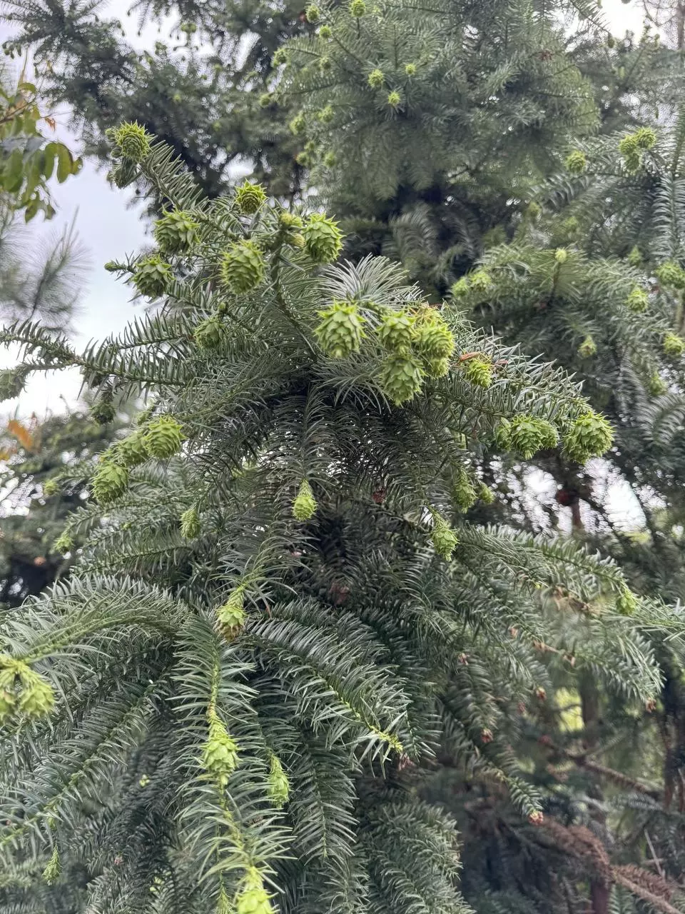 plant/Dart said 23-0