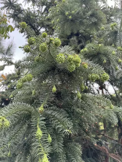 plant/Dart said 23-0-thumbnail