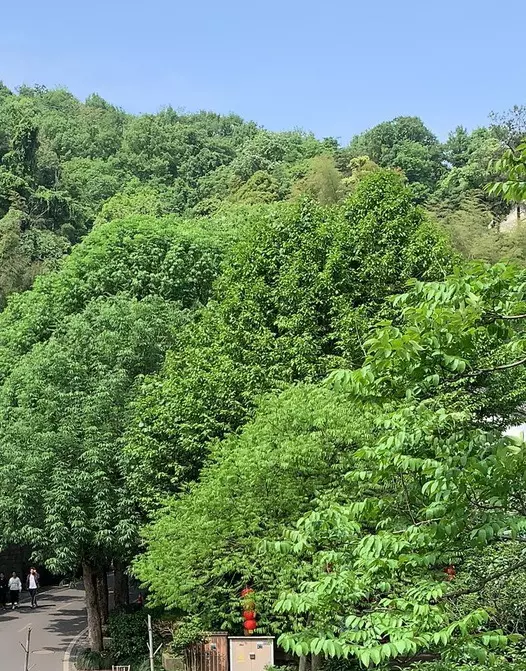 plant/Custom shipping fee-0