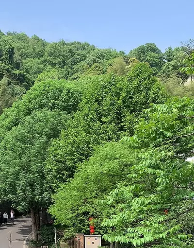 plant/Custom shipping fee-0-thumbnail