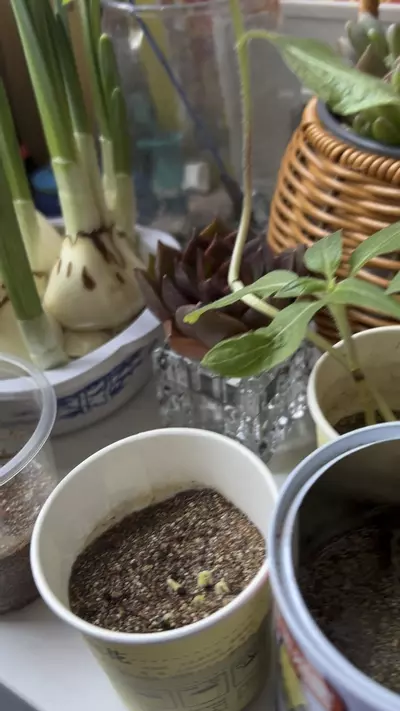 plant/Local pick only-0-thumbnail