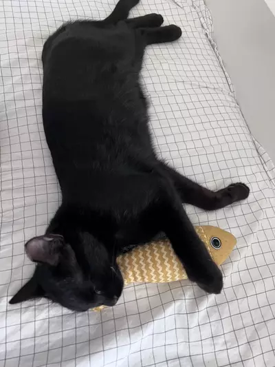 plant/Ttttt-0-thumbnail