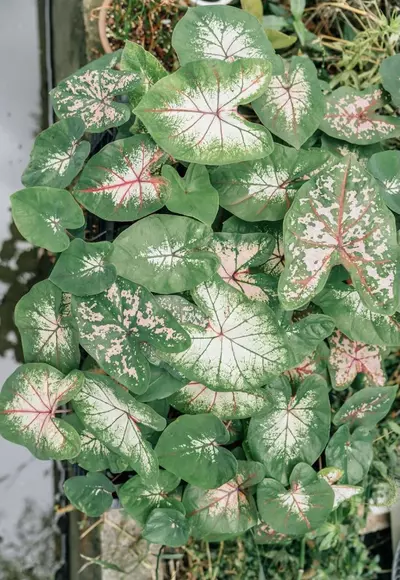 plant/Test plant-0-thumbnail