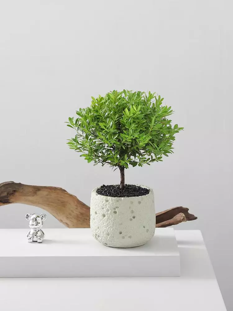 gift_card/giftcard-0