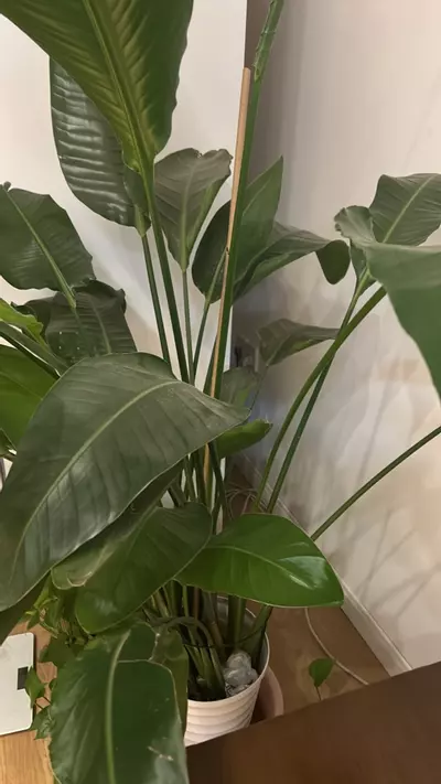 plant/Like a good time-0-thumbnail