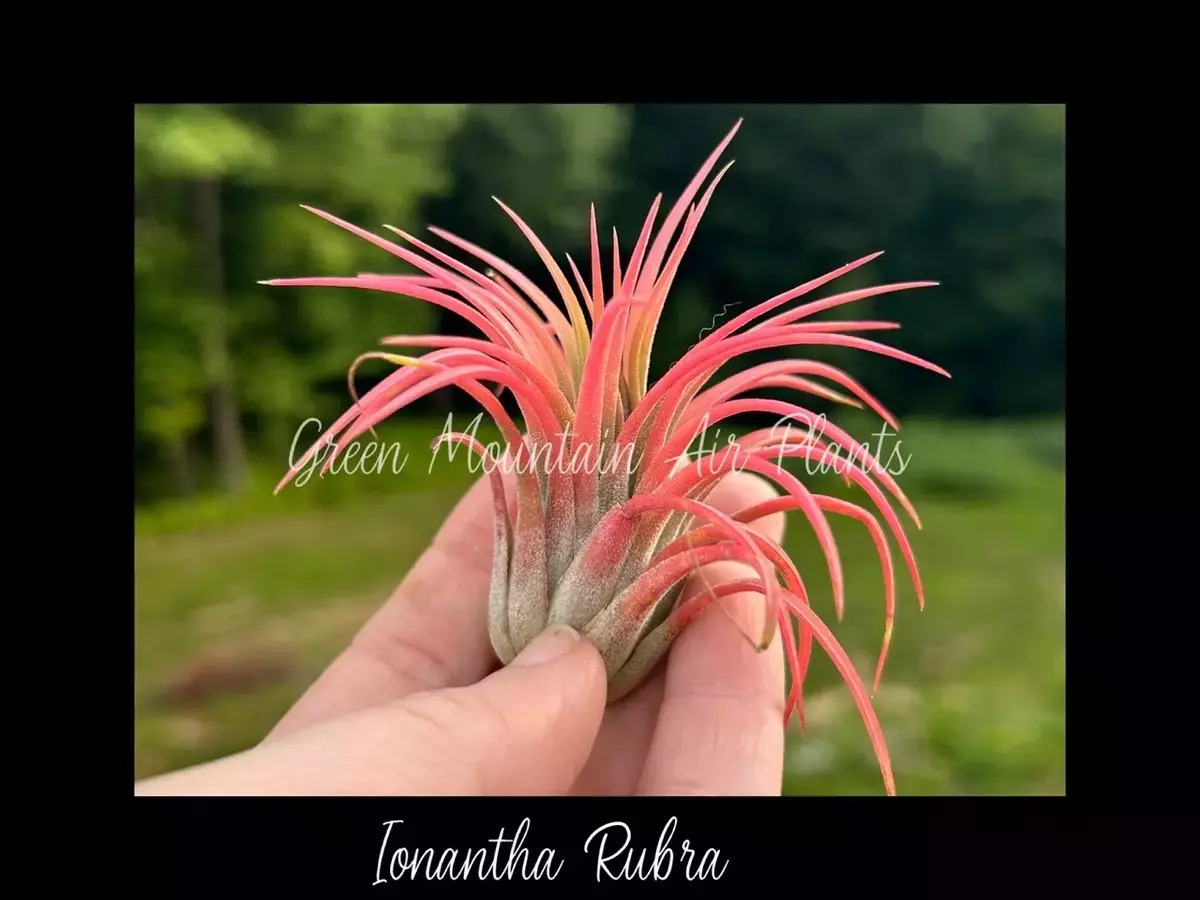 plant/Big beautiful naturally colored Tillandsia Ionantha Rubra! Blushing colors!-0