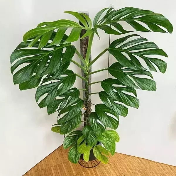 plant/Monstera pinnatipartita starter plant growers choice-0