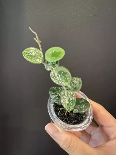 plant/Hoya mathilde silver splash-0-thumbnail