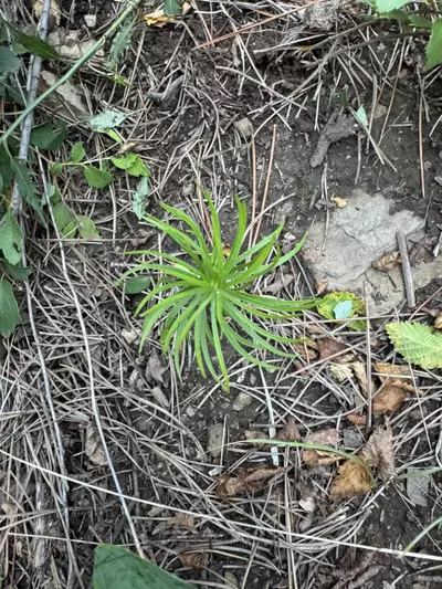 plant/Sep 3rd-0-thumbnail