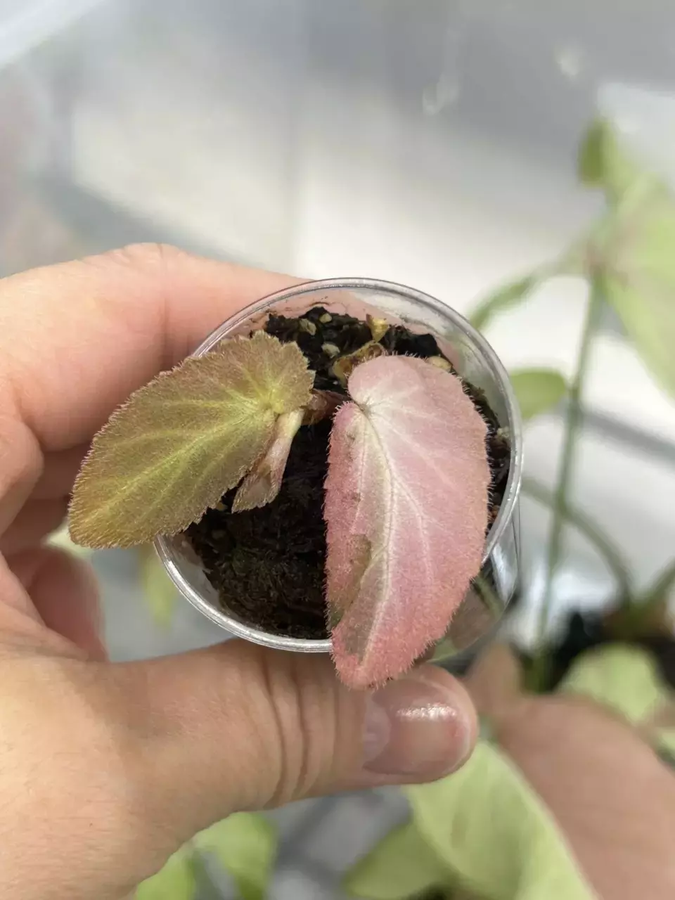 hello world 2 thumbnail