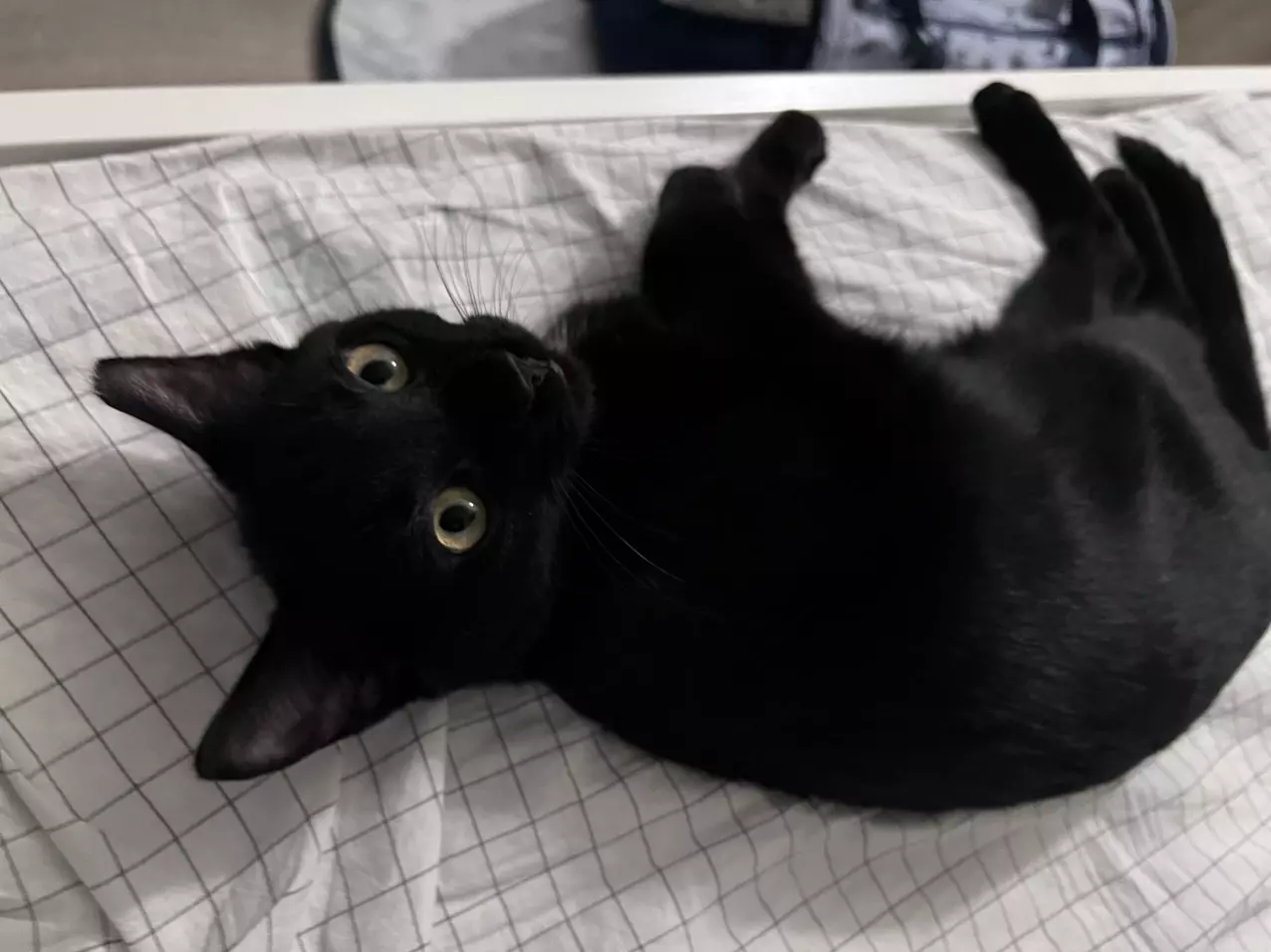 Chat test for getting