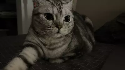 plant/55purfe-0-thumbnail