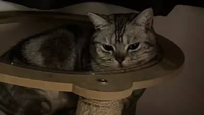 plant/22purge-0-thumbnail