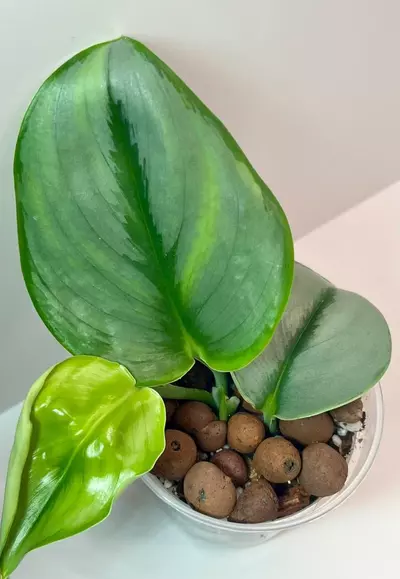 plant/Default 5-0-thumbnail