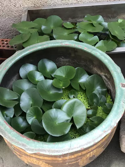 plant/ListingC created Purge-0-thumbnail