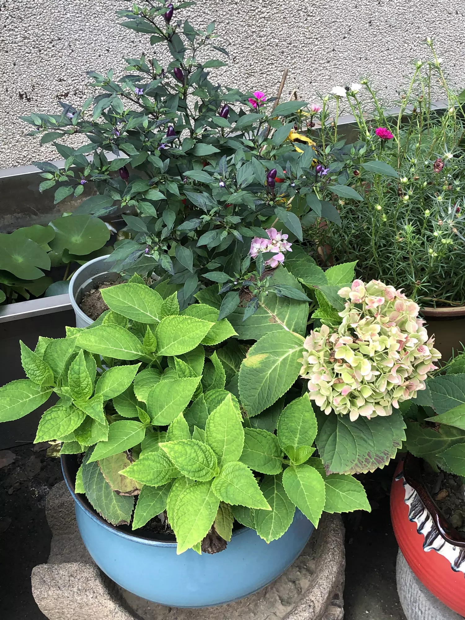 plant/purge created Blisting-0