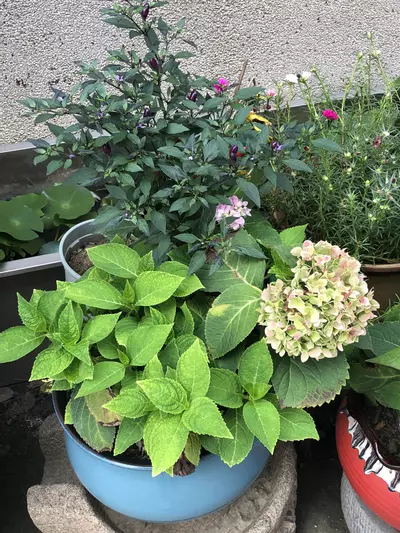 plant/purge created Blisting-0-thumbnail