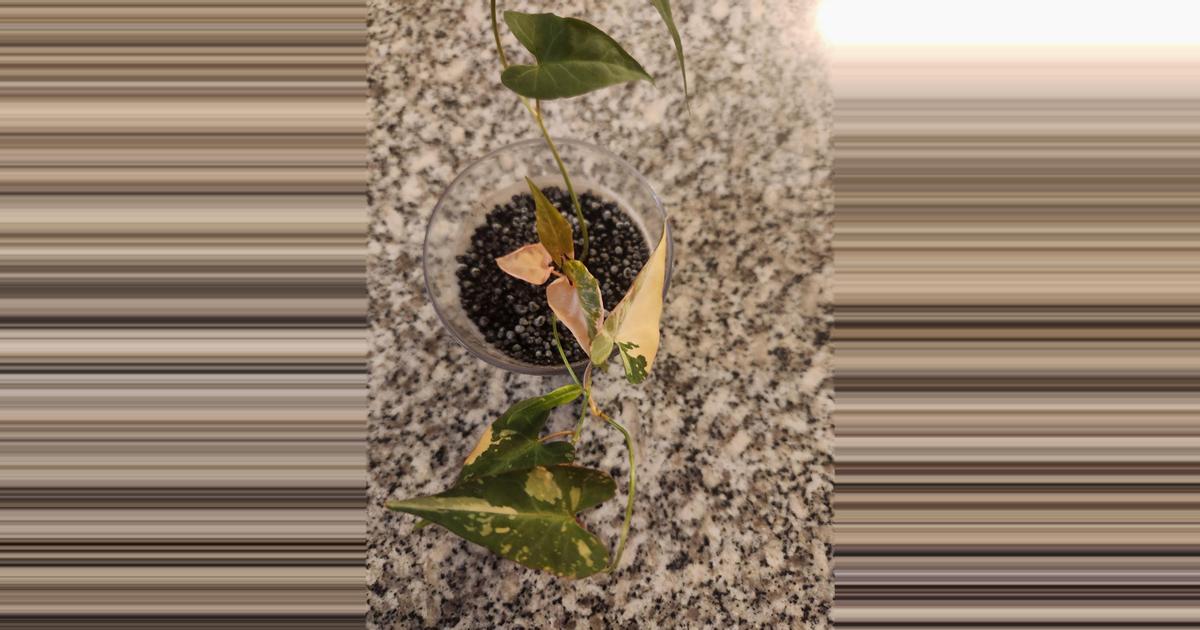 Fallopia multiflora variegated rooted cutting ($100) from @MColeNE