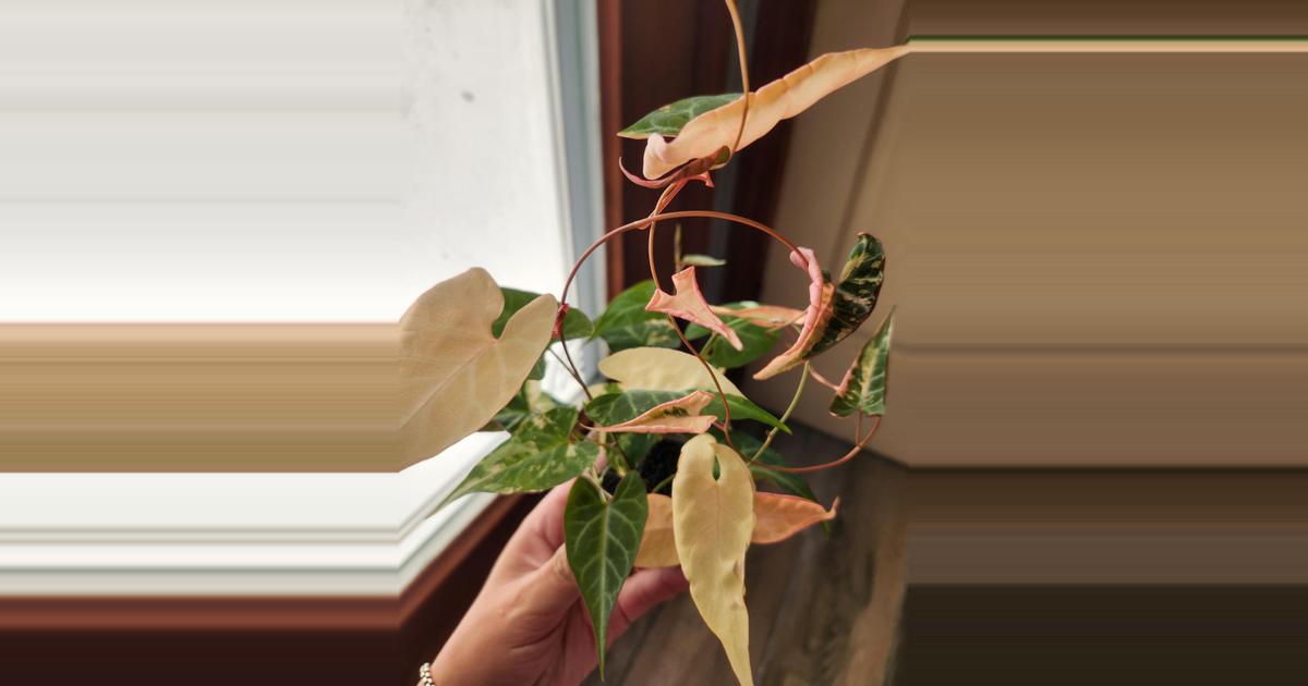 Fallopia Multiflora Variegated rooted cutting (B) ($175) from @MColeNE