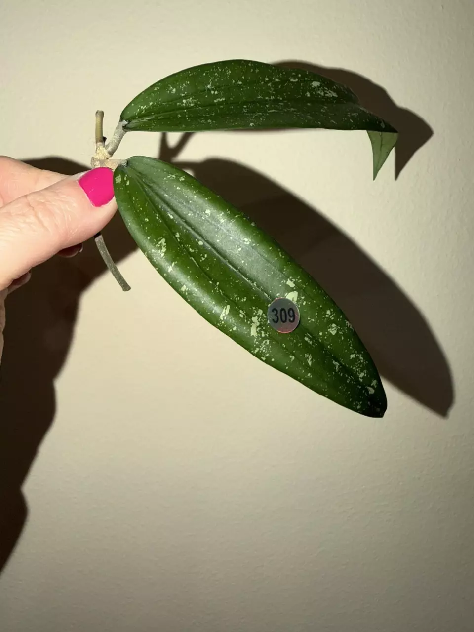 309 (CUTTING) sp. Rindu Rafflesia (reverted silver) ($38) from ...