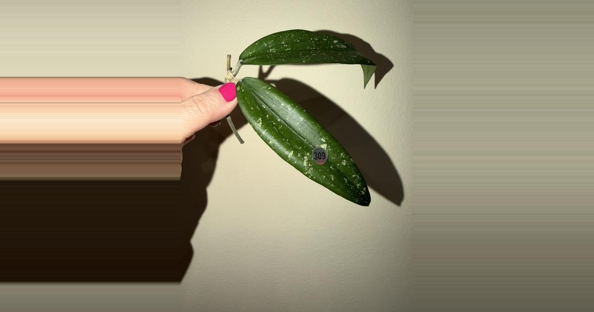 309 (CUTTING) sp. Rindu Rafflesia (reverted silver) ($38) from ...