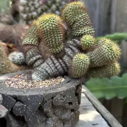 Bravari