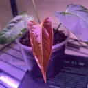 Jaysexoticgreenhouse