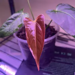 Jaysexoticgreenhouse