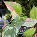 Nanayhappyplantlife