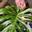 Elsie_Loves_Plants13