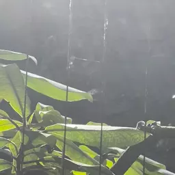 OlliePlants_