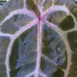 ParkerlinthePetalPusher