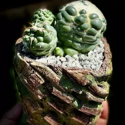 NatuRxloph