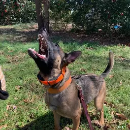 K9enyo
