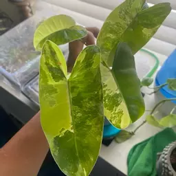 Plant_Aunty