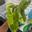 Plant_Aunty