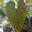 ThePlantedPath