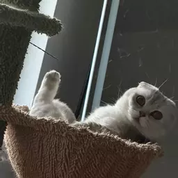 witty_kitty_plants